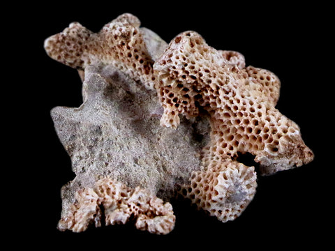 1.5" Thamnopora SP Coral Fossil Coral Reef Devonian Age Verde Valley, Arizona - Fossil Age Minerals