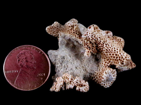 1.5" Thamnopora SP Coral Fossil Coral Reef Devonian Age Verde Valley, Arizona - Fossil Age Minerals