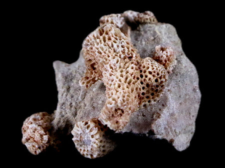 1.5" Thamnopora SP Coral Fossil Coral Reef Devonian Age Verde Valley, Arizona