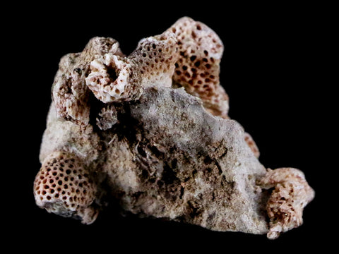 1.5" Thamnopora SP Coral Fossil Coral Reef Devonian Age Verde Valley, Arizona - Fossil Age Minerals