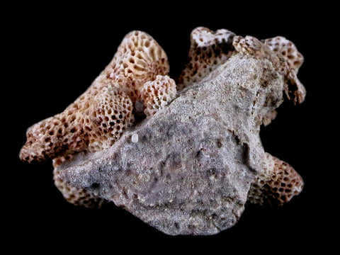 1.5" Thamnopora SP Coral Fossil Coral Reef Devonian Age Verde Valley, Arizona - Fossil Age Minerals