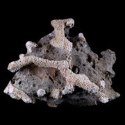 3.9" Thamnopora SP Coral Fossil Coral Reef Devonian Age Verde Valley, Arizona