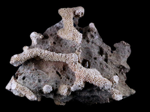 3.9" Thamnopora SP Coral Fossil Coral Reef Devonian Age Verde Valley, Arizona - Fossil Age Minerals