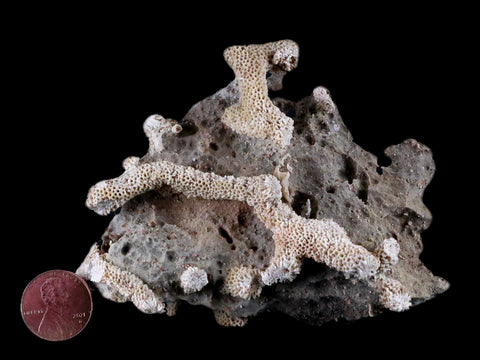 3.9" Thamnopora SP Coral Fossil Coral Reef Devonian Age Verde Valley, Arizona - Fossil Age Minerals