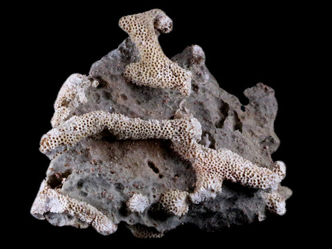 3.9" Thamnopora SP Coral Fossil Coral Reef Devonian Age Verde Valley, Arizona - Fossil Age Minerals