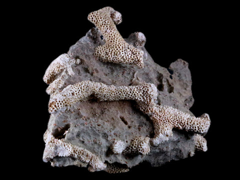 3.9" Thamnopora SP Coral Fossil Coral Reef Devonian Age Verde Valley, Arizona - Fossil Age Minerals