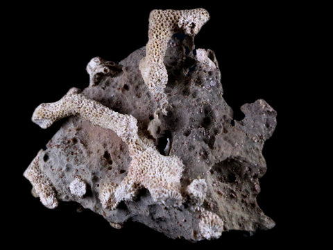 3.9" Thamnopora SP Coral Fossil Coral Reef Devonian Age Verde Valley, Arizona - Fossil Age Minerals