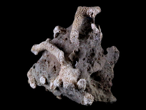 3.9" Thamnopora SP Coral Fossil Coral Reef Devonian Age Verde Valley, Arizona - Fossil Age Minerals