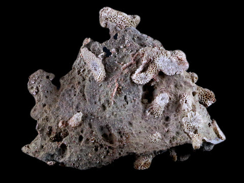 3.9" Thamnopora SP Coral Fossil Coral Reef Devonian Age Verde Valley, Arizona - Fossil Age Minerals
