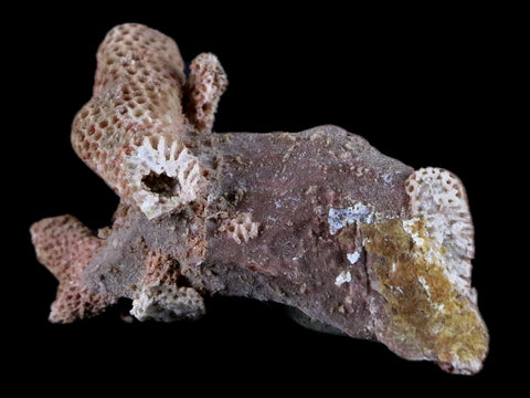 2.2" Thamnopora SP Coral Fossil Coral Reef Devonian Age Verde Valley, Arizona - Fossil Age Minerals