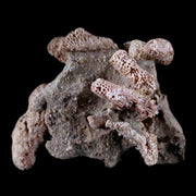2.1" Thamnopora SP Coral Fossil Coral Reef Devonian Age Verde Valley, Arizona