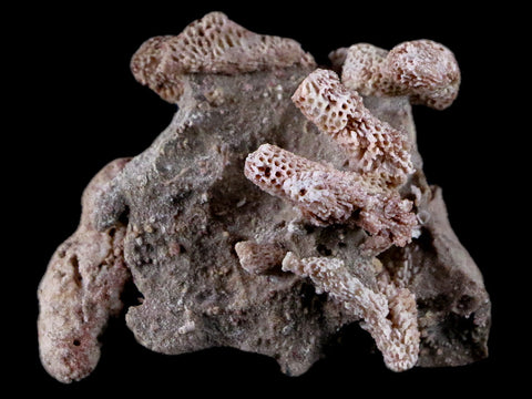 2.1" Thamnopora SP Coral Fossil Coral Reef Devonian Age Verde Valley, Arizona - Fossil Age Minerals