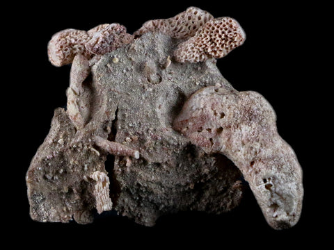 2.1" Thamnopora SP Coral Fossil Coral Reef Devonian Age Verde Valley, Arizona - Fossil Age Minerals