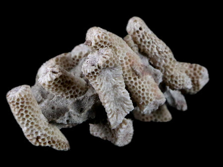 2.4" Thamnopora SP Coral Fossil Coral Reef Devonian Age Verde Valley, Arizona