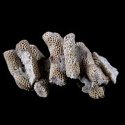2.4" Thamnopora SP Coral Fossil Coral Reef Devonian Age Verde Valley, Arizona
