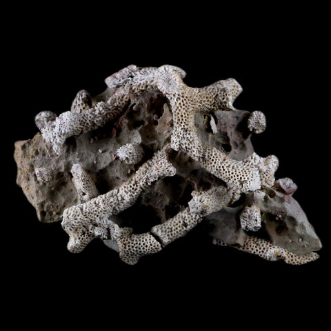 4" Thamnopora SP Coral Fossil Coral Reef Devonian Age Verde Valley, Arizona - Fossil Age Minerals