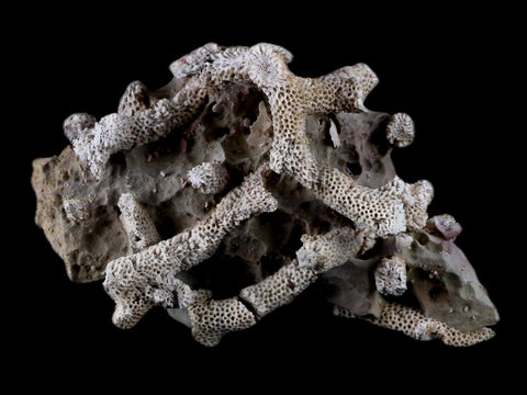 4" Thamnopora SP Coral Fossil Coral Reef Devonian Age Verde Valley, Arizona - Fossil Age Minerals