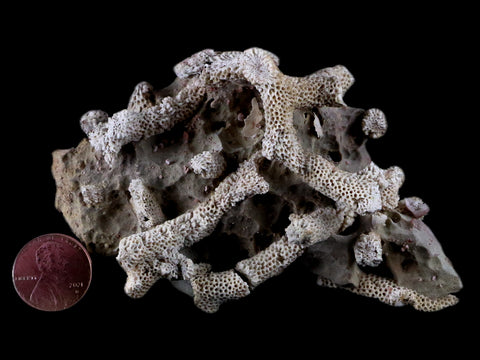 4" Thamnopora SP Coral Fossil Coral Reef Devonian Age Verde Valley, Arizona - Fossil Age Minerals