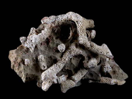 4" Thamnopora SP Coral Fossil Coral Reef Devonian Age Verde Valley, Arizona