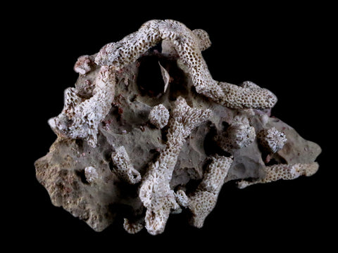 4" Thamnopora SP Coral Fossil Coral Reef Devonian Age Verde Valley, Arizona - Fossil Age Minerals