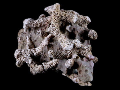 4" Thamnopora SP Coral Fossil Coral Reef Devonian Age Verde Valley, Arizona - Fossil Age Minerals