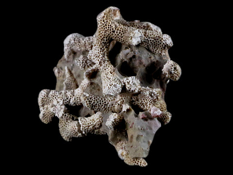 4" Thamnopora SP Coral Fossil Coral Reef Devonian Age Verde Valley, Arizona - Fossil Age Minerals