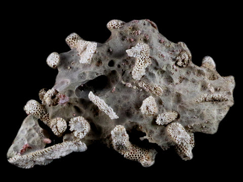 4" Thamnopora SP Coral Fossil Coral Reef Devonian Age Verde Valley, Arizona - Fossil Age Minerals