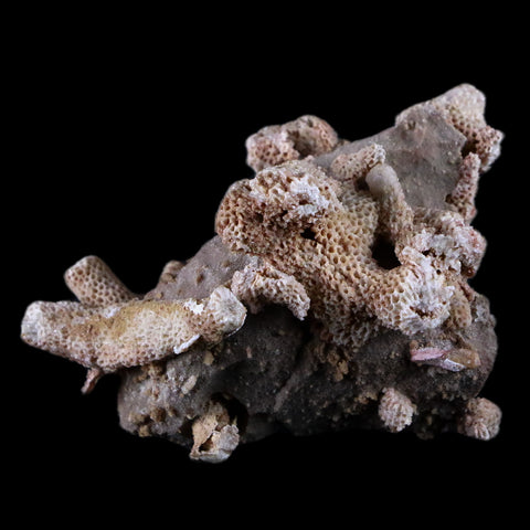 2.7" Thamnopora SP Coral Fossil Coral Reef Devonian Age Verde Valley, Arizona - Fossil Age Minerals