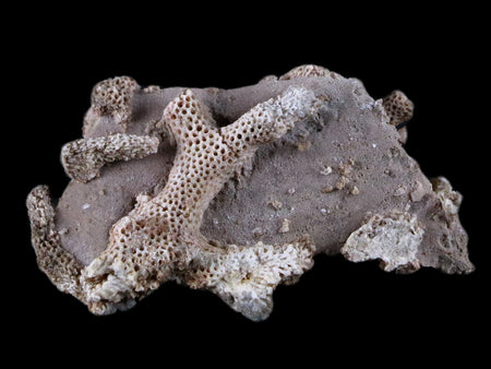2.6" Thamnopora SP Coral Fossil Coral Reef Devonian Age Verde Valley, Arizona