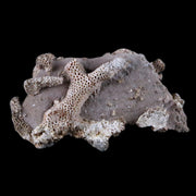 2.6" Thamnopora SP Coral Fossil Coral Reef Devonian Age Verde Valley, Arizona