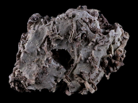 4.8" Thamnopora SP Coral Fossil Coral Reef Devonian Age Verde Valley, Arizona - Fossil Age Minerals
