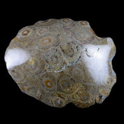 3.2" Polished Hexagonaria Coral Fossil Devonian Age 350 Million Yrs Old Morocco