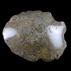 Hexagonaria Fossil Coral Collection