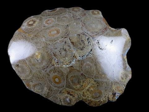 3.2" Polished Hexagonaria Coral Fossil Devonian Age 350 Million Yrs Old Morocco - Fossil Age Minerals