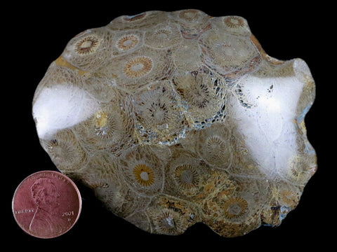 3.2" Polished Hexagonaria Coral Fossil Devonian Age 350 Million Yrs Old Morocco - Fossil Age Minerals