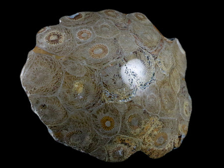 3.2" Polished Hexagonaria Coral Fossil Devonian Age 350 Million Yrs Old Morocco