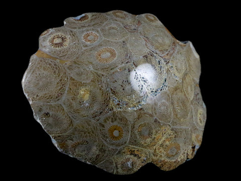 3.2" Polished Hexagonaria Coral Fossil Devonian Age 350 Million Yrs Old Morocco - Fossil Age Minerals