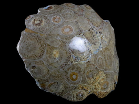 3.2" Polished Hexagonaria Coral Fossil Devonian Age 350 Million Yrs Old Morocco - Fossil Age Minerals
