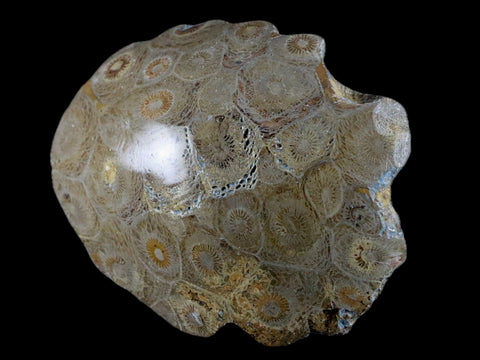 3.2" Polished Hexagonaria Coral Fossil Devonian Age 350 Million Yrs Old Morocco - Fossil Age Minerals