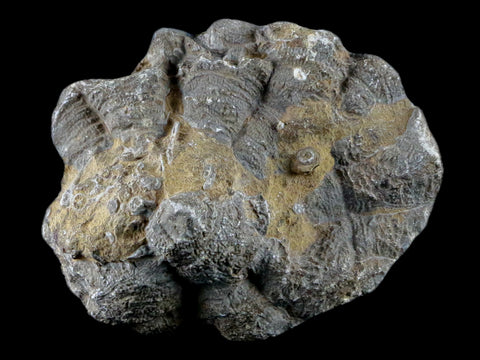 3.2" Polished Hexagonaria Coral Fossil Devonian Age 350 Million Yrs Old Morocco - Fossil Age Minerals
