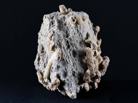 XL 4.4" Thamnopora SP Coral Fossil Coral Reef Devonian Age Verde Valley, Arizona - Fossil Age Minerals
