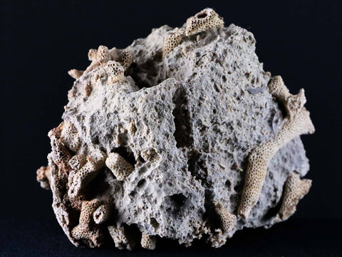 XL 4.4" Thamnopora SP Coral Fossil Coral Reef Devonian Age Verde Valley, Arizona - Fossil Age Minerals