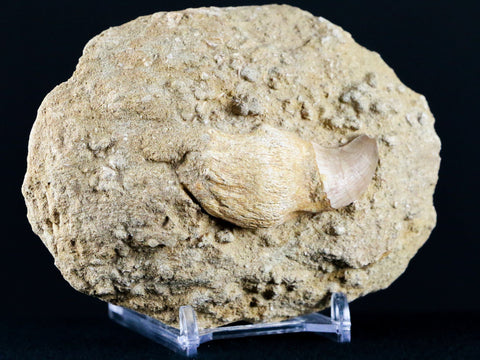 2" Mosasaur Prognathodon Fossil Tooth Root In Matrix Cretaceous Dinosaur Era COA - Fossil Age Minerals