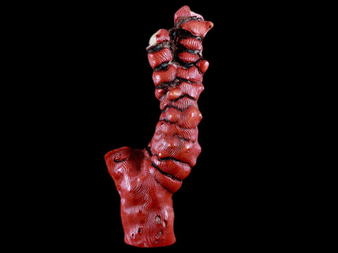 XL 5.5" Red Bamboo Coral Branch Deep-Sea Coral Color Enhanced 5.2 Ounces - Fossil Age Minerals