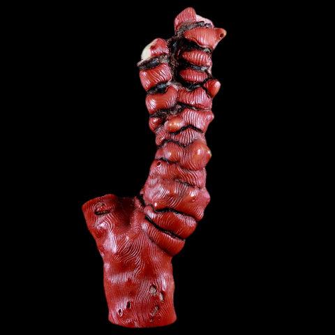 XL 5.5" Red Bamboo Coral Branch Deep-Sea Coral Color Enhanced 5.2 Ounces - Fossil Age Minerals