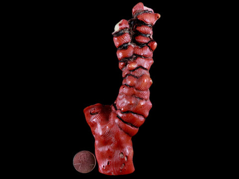 XL 5.5" Red Bamboo Coral Branch Deep-Sea Coral Color Enhanced 5.2 Ounces - Fossil Age Minerals