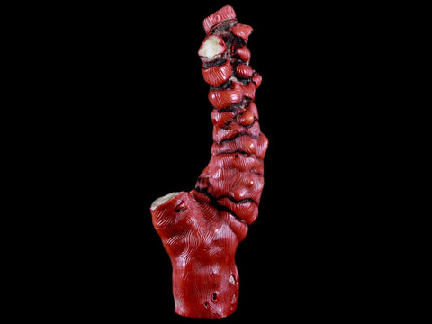 XL 5.5" Red Bamboo Coral Branch Deep-Sea Coral Color Enhanced 5.2 Ounces - Fossil Age Minerals