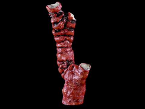 XL 5.5" Red Bamboo Coral Branch Deep-Sea Coral Color Enhanced 5.2 Ounces - Fossil Age Minerals