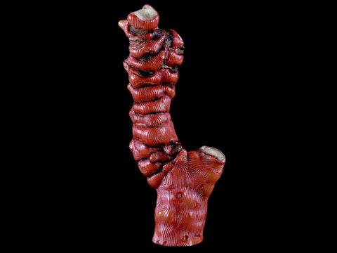 XL 5.5" Red Bamboo Coral Branch Deep-Sea Coral Color Enhanced 5.2 Ounces - Fossil Age Minerals