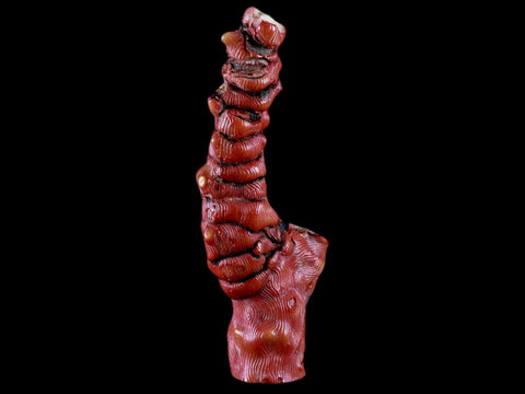 XL 5.5" Red Bamboo Coral Branch Deep-Sea Coral Color Enhanced 5.2 Ounces - Fossil Age Minerals